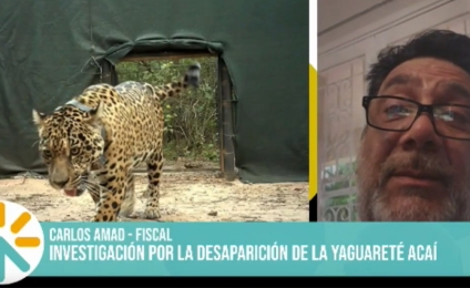 Caso Acaí: el fiscal Amad detalló avances y advirtió sanciones por daño ambiental