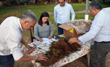 Ñande respalda y asiste a a productores de frutillas con insumos y apoyo directo