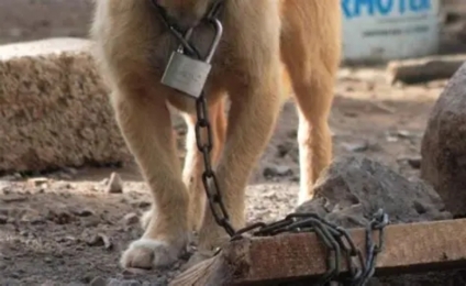 Maltrato animal: el Parlamento estableció multas máximas de hasta 18 millones de pesos